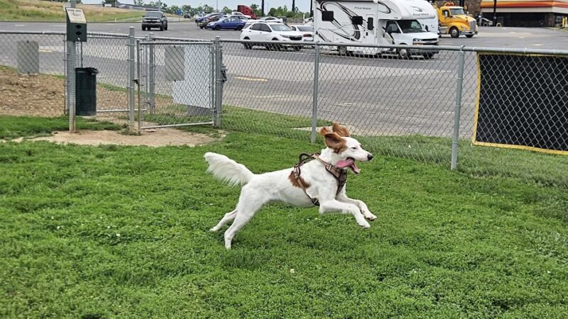 Dog Park at Love's Travel Stops - Memphis, IN