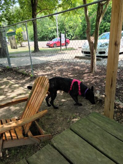 Bartlett Dog Park - Memphis, TN