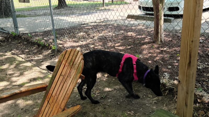 Bartlett Dog Park - Memphis, TN