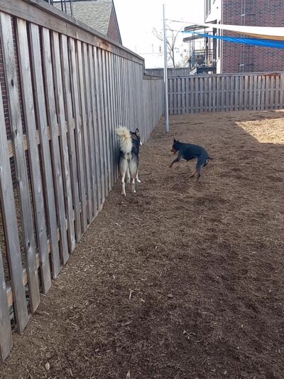 Central Bark - Memphis, TN