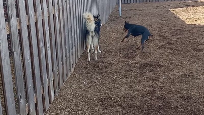 Central Bark - Memphis, TN