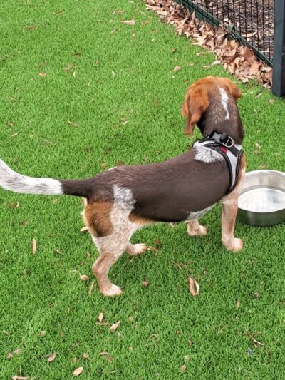 Mud Island Dog Park - Memphis, TN