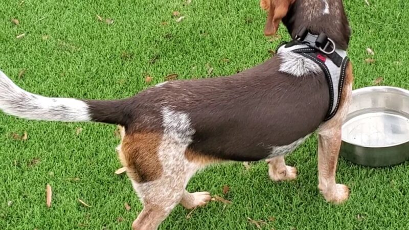 Mud Island Dog Park - Memphis, TN