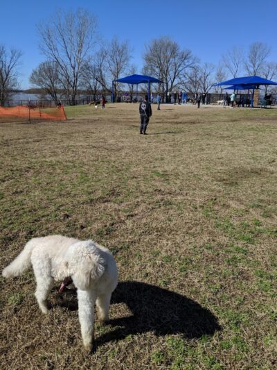 Mud Island Dog Park - Memphis, TN