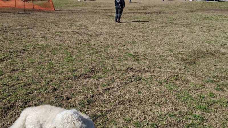 Mud Island Dog Park - Memphis, TN