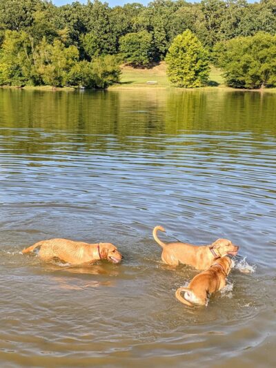 Shelby Farms Dog Park - Memphis, TN