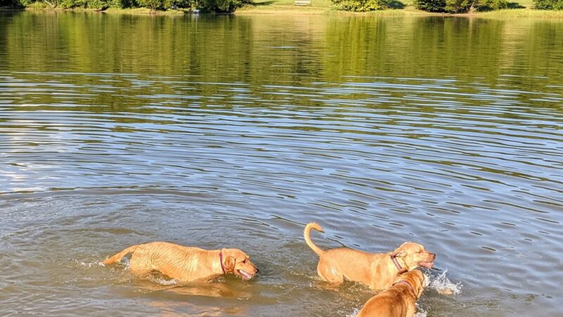 Shelby Farms Dog Park - Memphis, TN