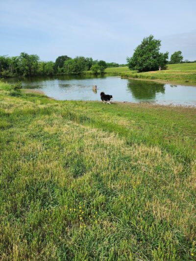 Shelby Farms Dog Park - Memphis, TN