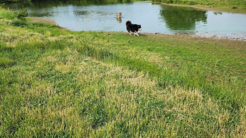 Shelby Farms Dog Park - Memphis, TN