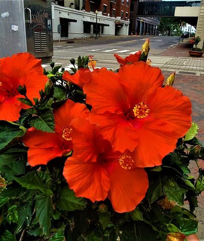 The Barking Lot Dog Park - Memphis, TN