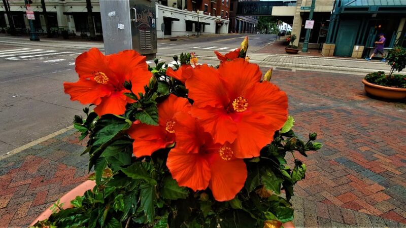 The Barking Lot Dog Park - Memphis, TN
