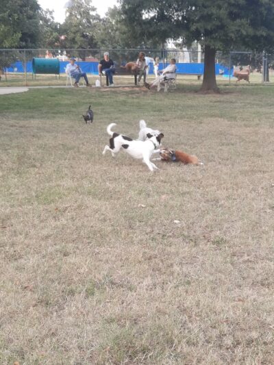 Tobey Dog Park - Memphis, TN