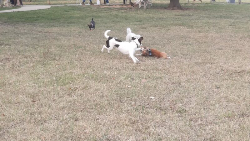 Tobey Dog Park - Memphis, TN
