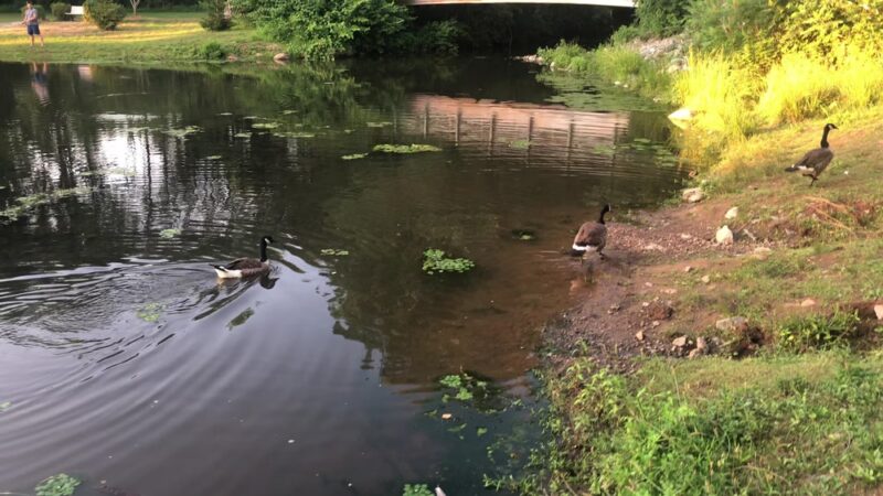 Mountain Valley Park - Mendham, NJ