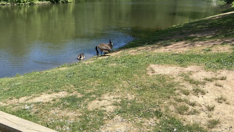 Mountain Valley Park - Mendham, NJ