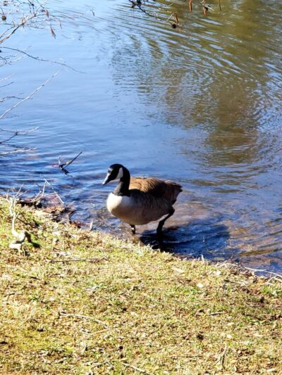 Mountain Valley Park - Mendham, NJ