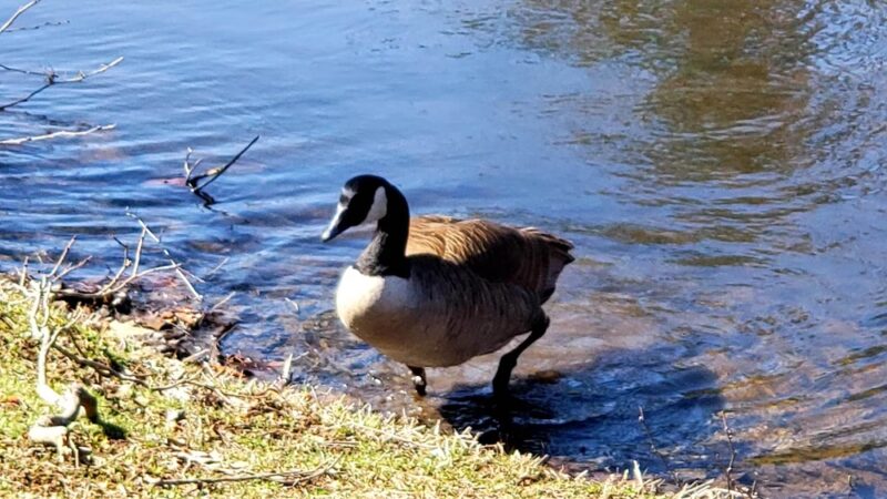 Mountain Valley Park - Mendham, NJ