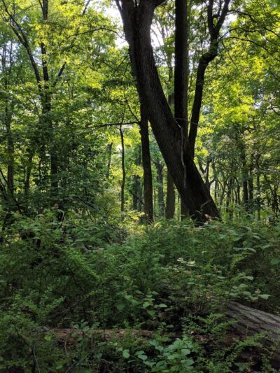 Tempe Wick Reserve - Mendham Township, NJ