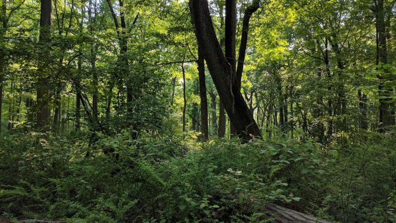 Tempe Wick Reserve - Mendham Township, NJ