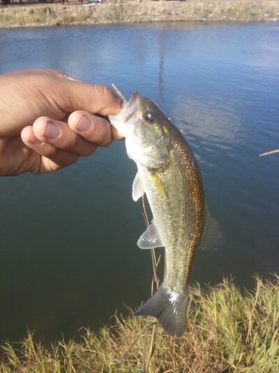 Veteran's Park - Mendota, CA