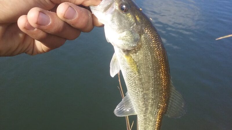 Veteran's Park - Mendota, CA