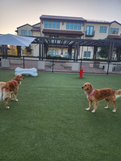 Springline - The Glade (Dog Park) - Menlo Park, CA