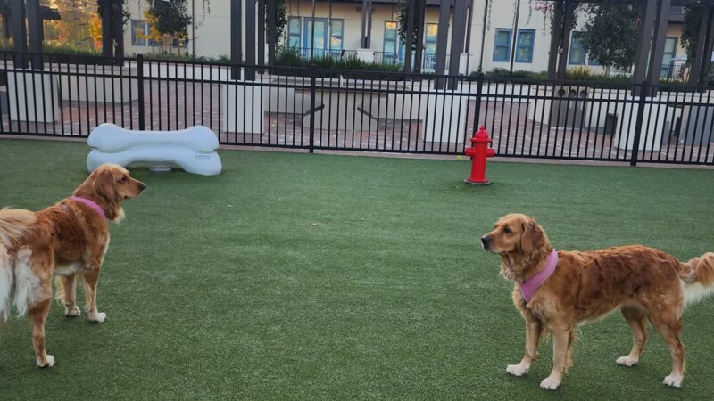 Springline - The Glade (Dog Park) - Menlo Park, CA