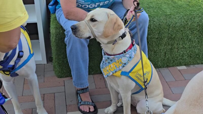 Springline - The Glade (Dog Park) - Menlo Park, CA