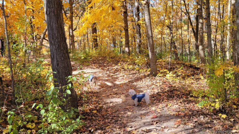Menomonee Dog Park - Menomonee Falls, WI