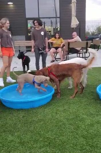 The Hounds & Tap - Menomonee Falls, WI