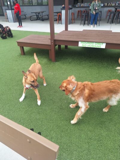 The Hounds & Tap - Menomonee Falls, WI