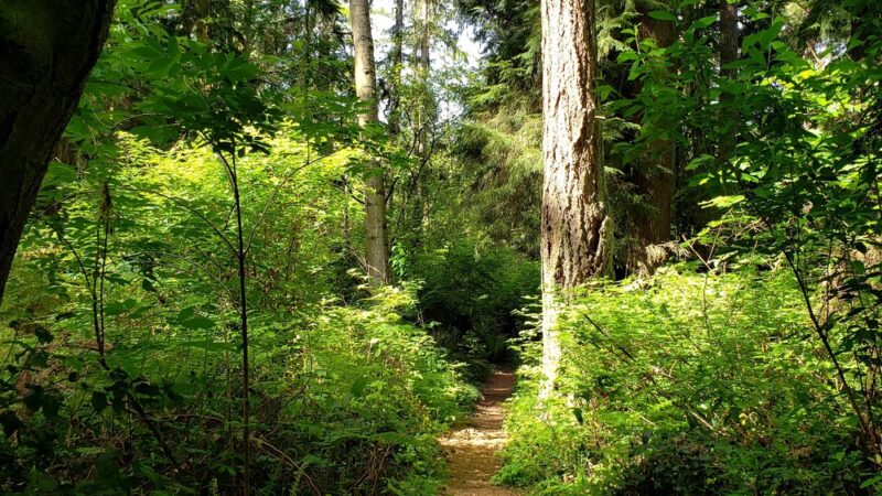 Pioneer Park - Mercer Island, WA