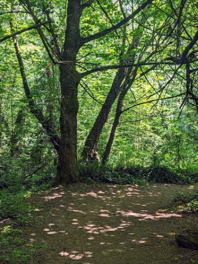 Bicentennial Park - Mercer Island, WA