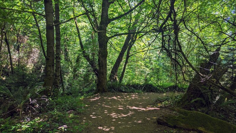 Bicentennial Park - Mercer Island, WA