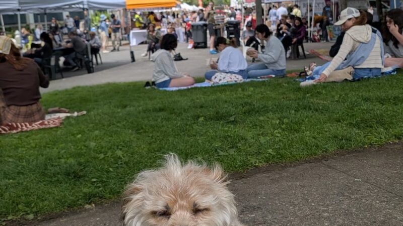 Bicentennial Park - Mercer Island, WA