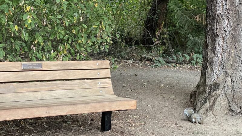 Ewan's Bench - Mercer Island, WA