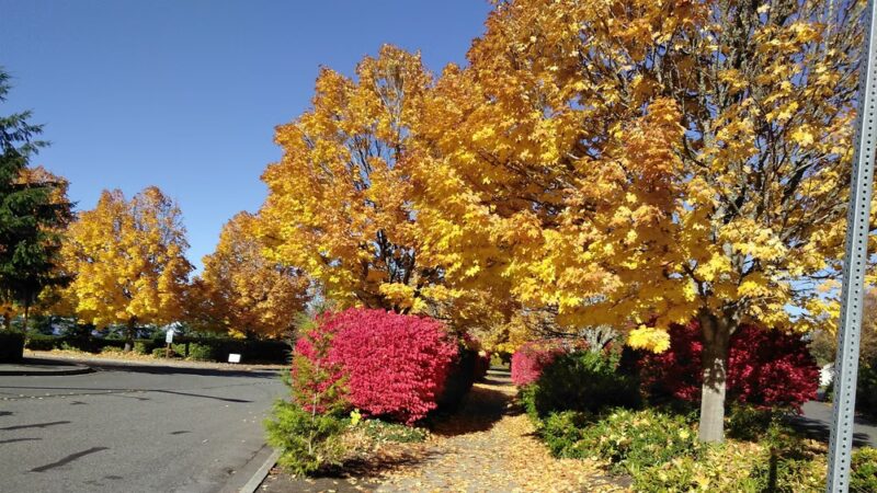 Mercer Island Park & Ride - Mercer Island, WA