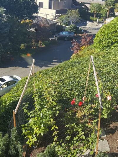 Secret Park - Mercer Island, WA