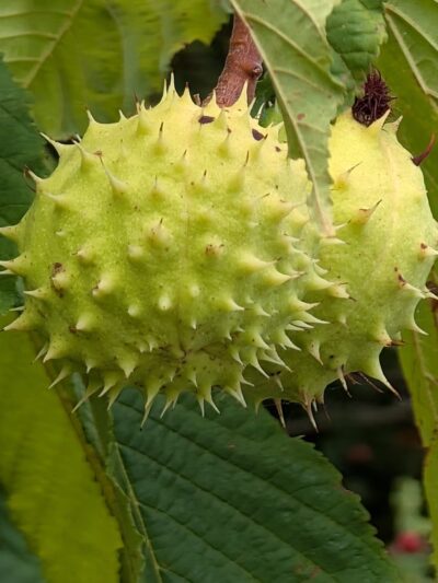 Secret Park - Mercer Island, WA