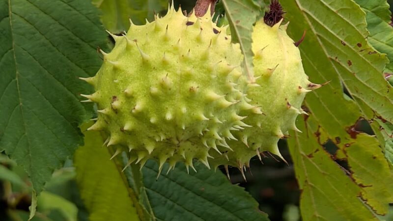 Secret Park - Mercer Island, WA