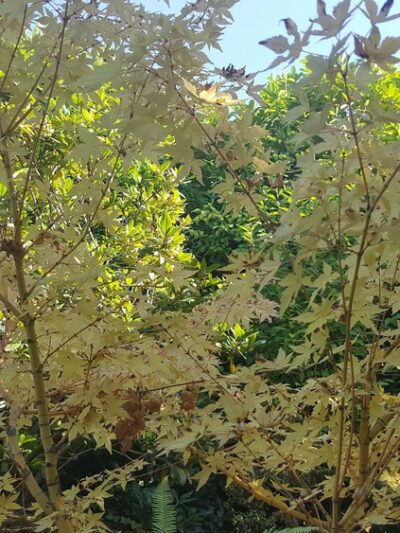 Secret Park - Mercer Island, WA