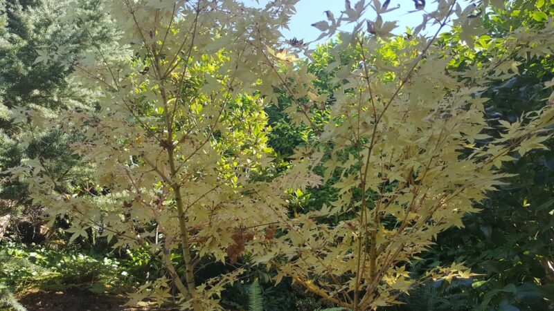 Secret Park - Mercer Island, WA