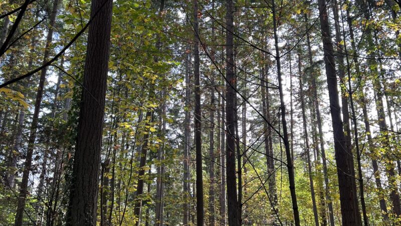 Wildwood Park - Mercer Island, WA