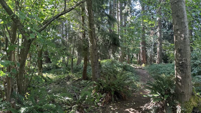 Wildwood Park - Mercer Island, WA