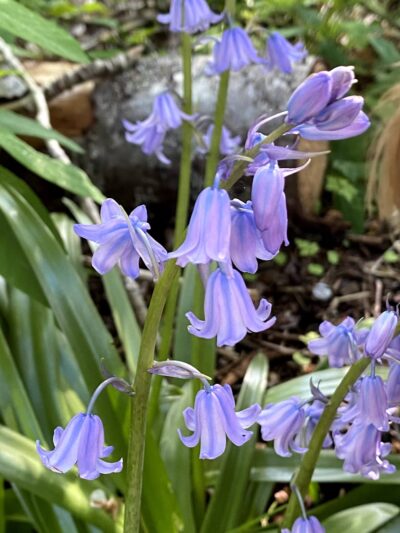 Wildwood Park - Mercer Island, WA