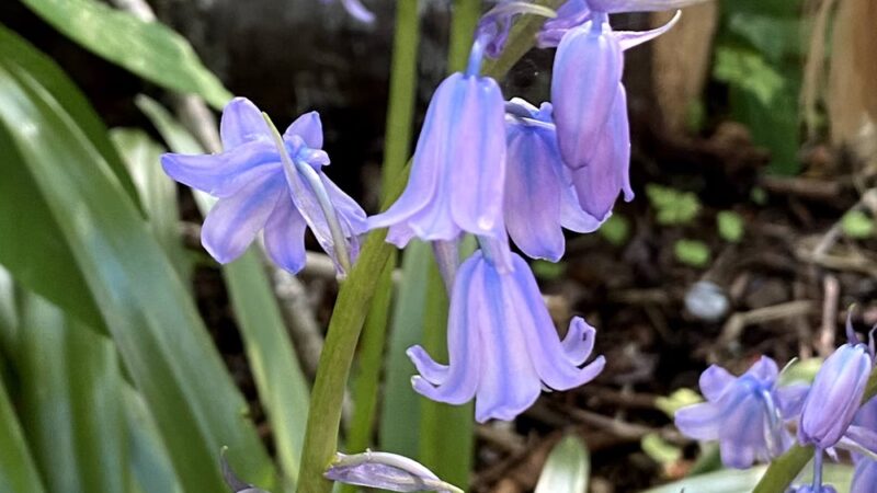 Wildwood Park - Mercer Island, WA