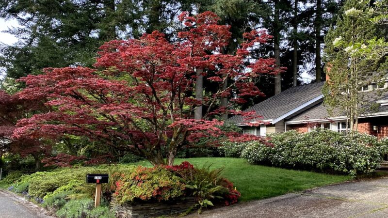 Wildwood Park - Mercer Island, WA