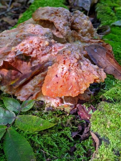 Shenango Trail - Big Bend Trailhead - Mercer, PA