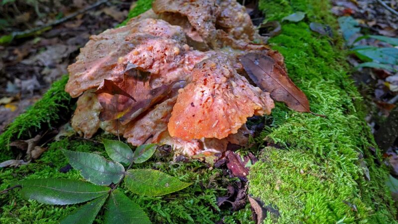 Shenango Trail - Big Bend Trailhead - Mercer, PA