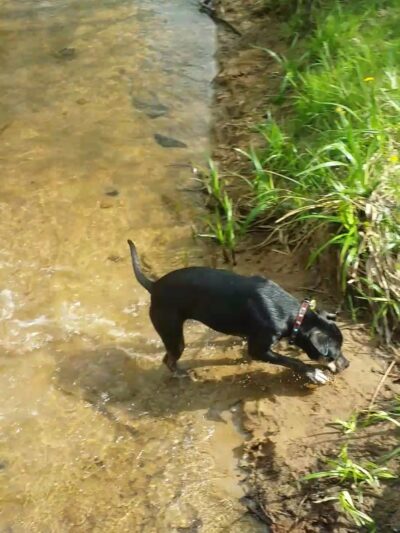 Prescott Park - Meredith, NH